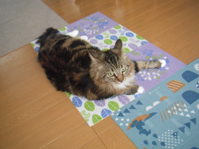 2016_03090011.JPG