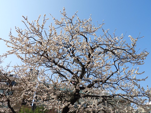 湯島天神