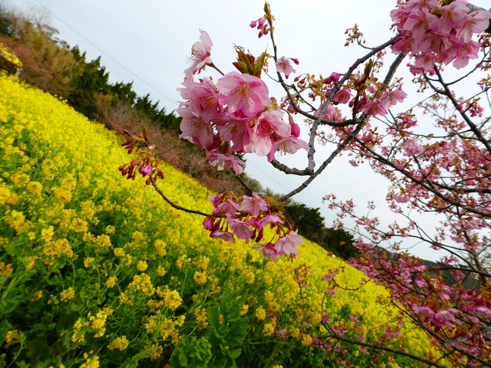 河津桜・菜の花.JPG