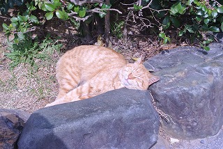 DSC_2128.jpg