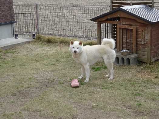 19ページ目の記事一覧 柴楽日記 楽天ブログ