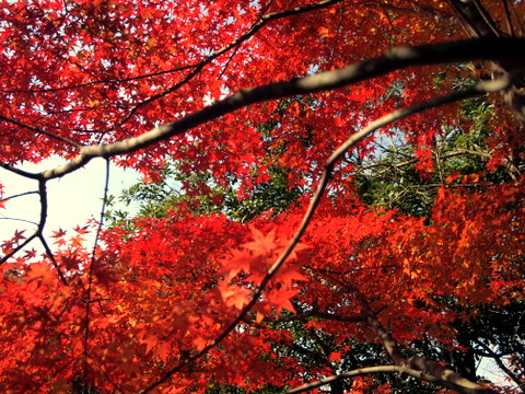 城山の紅葉-17