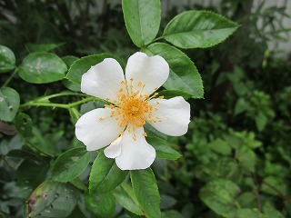 IMG_4941ss.jpg