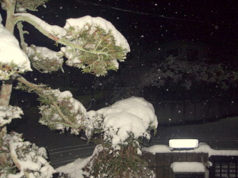 今朝の雪-3