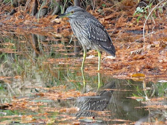妖怪かと思ったら ゴイサギだった 私設見逃してもいい動物園 楽天ブログ