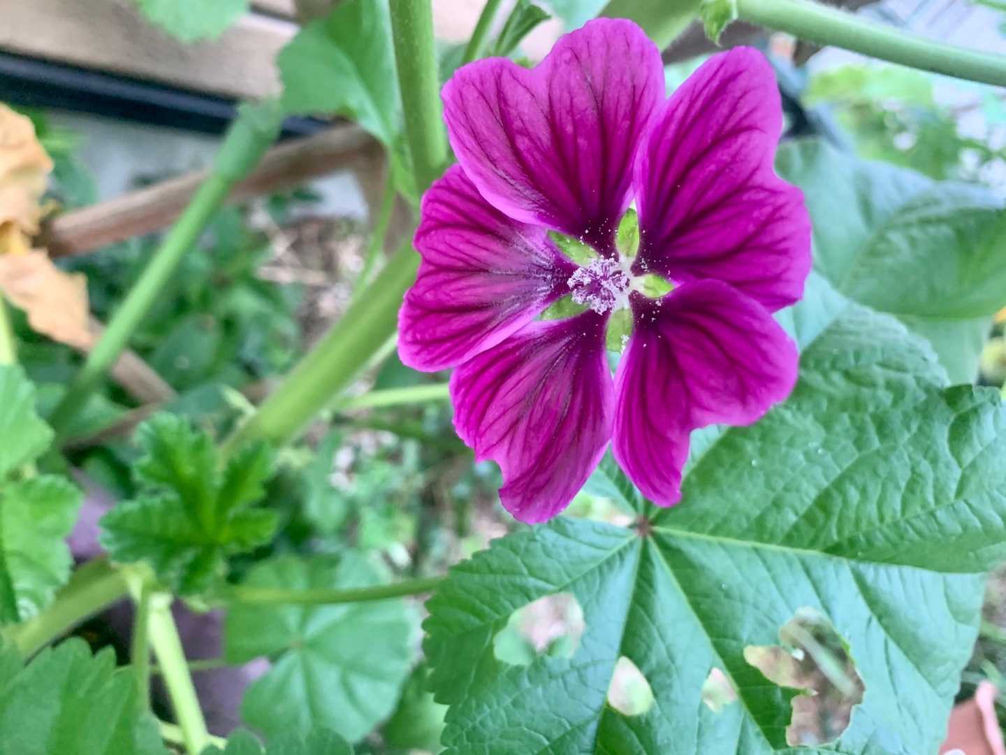 うちの花の撮影 ストレプトカーパス カランコエ サルビア タンザン バラ パットオースチン コモンマロウ クレマチス ジャスミン ホワイトプリンセス Music Land 私の庭の花たち 楽天ブログ