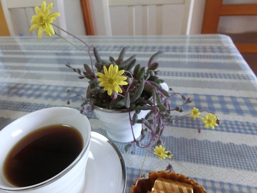 コーヒーカップの多肉の花
