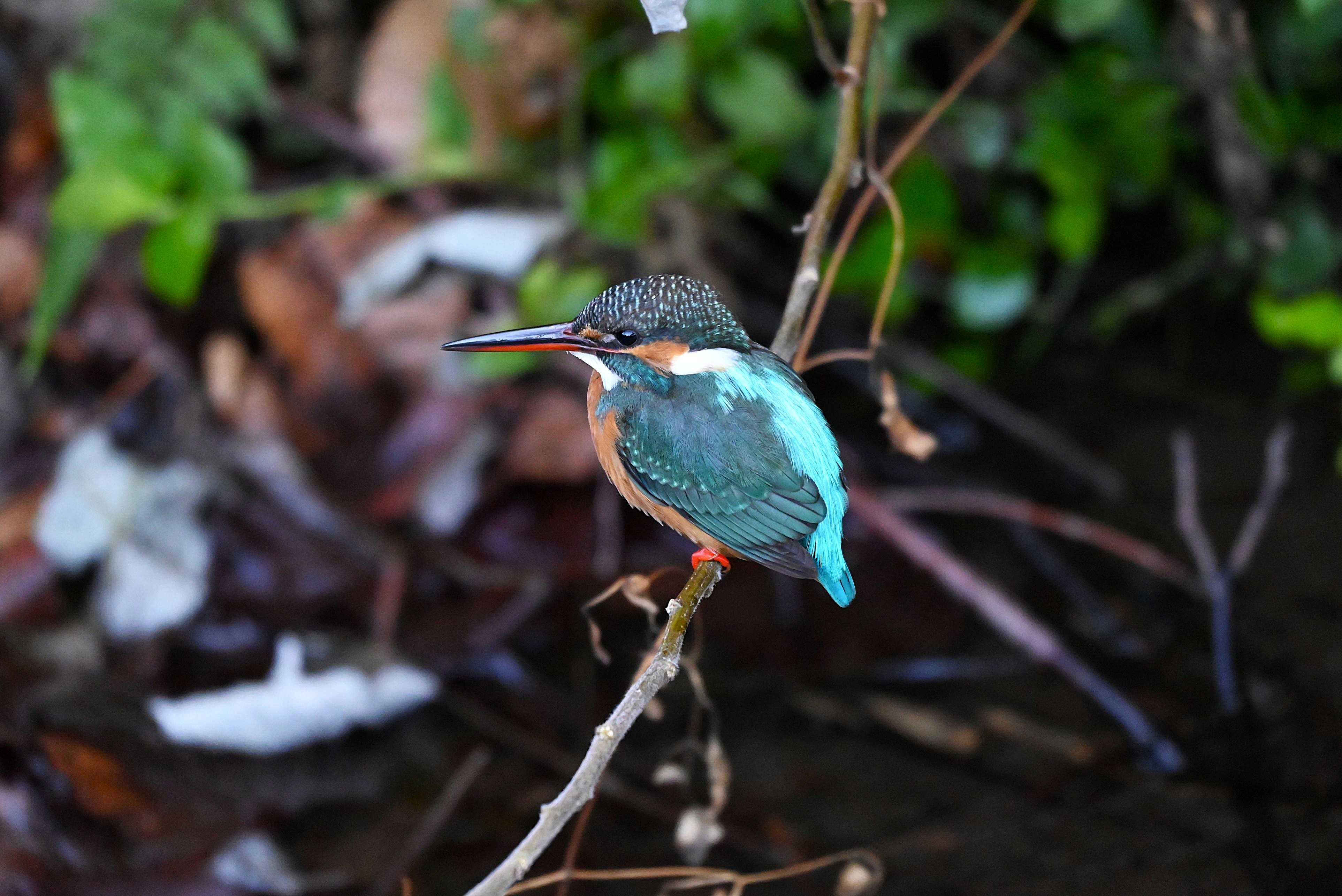そこに　　翡翠が　　いるから・・