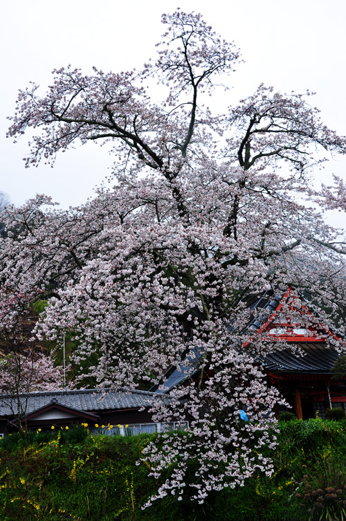 桜５