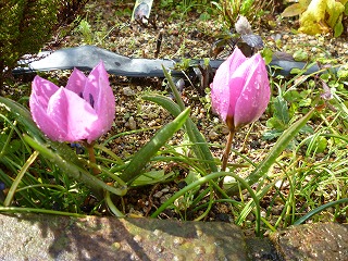 P1310978ss.jpg