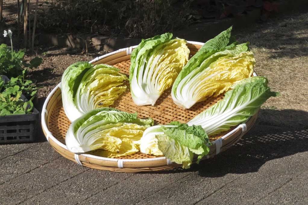 庭の花 ヒナゲシ定植 野菜 白菜漬け 鳥 蜜柑メジロ 蜘蛛 まだ生きているジョロウグモ 大分金太郎の花鳥蝶月 楽天ブログ