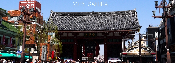 2015sakura10