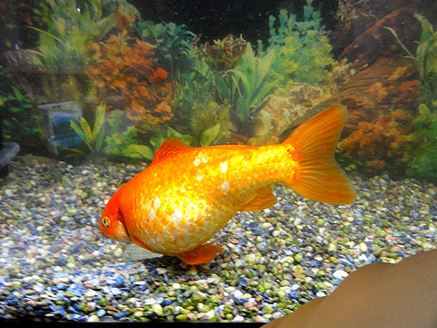 2012年06月30日　金魚２