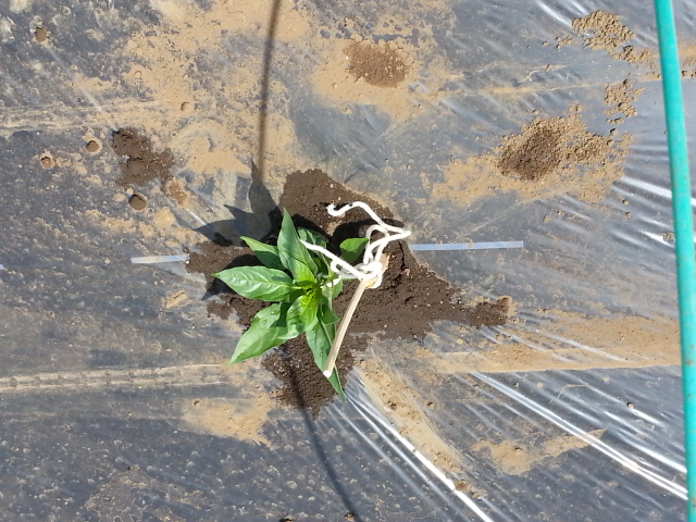 20140426 シシトウ.jpg