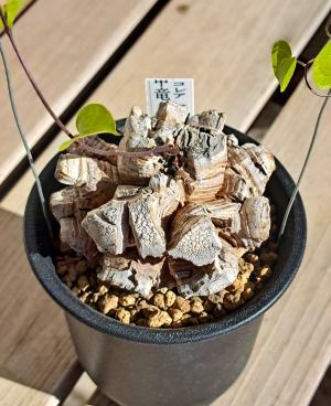 亀甲竜1、2、3号を植え替える | デルオの多肉日記 - 楽天ブログ