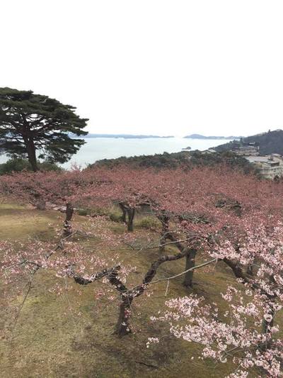 松島ロワン桜.jpg