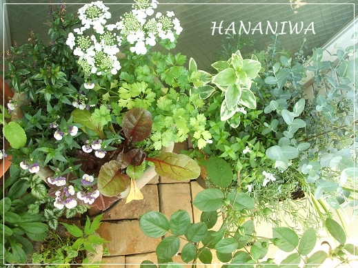 イベリスの寄せ植え横１２０５１３.JPG