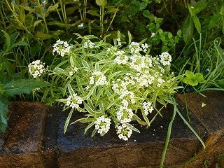 P1260113ss.jpg