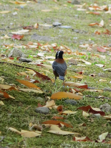 冬鳥　じゃないヤマガラ5.JPG