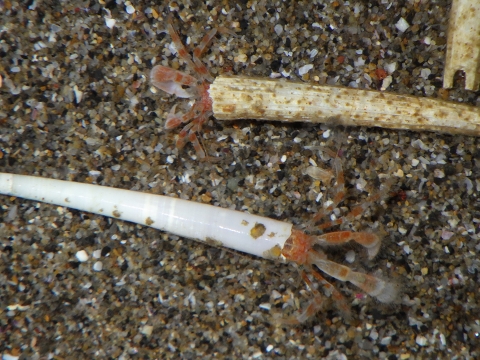 ヤドカリ70　ツノガイに入った深海性ヤドカリ