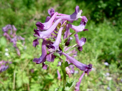 P1150024 (500x375).jpg