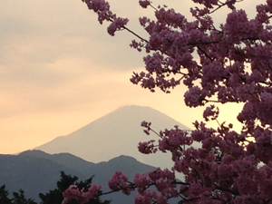 富士山と桜