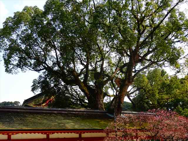 DSC03209_R.JPG