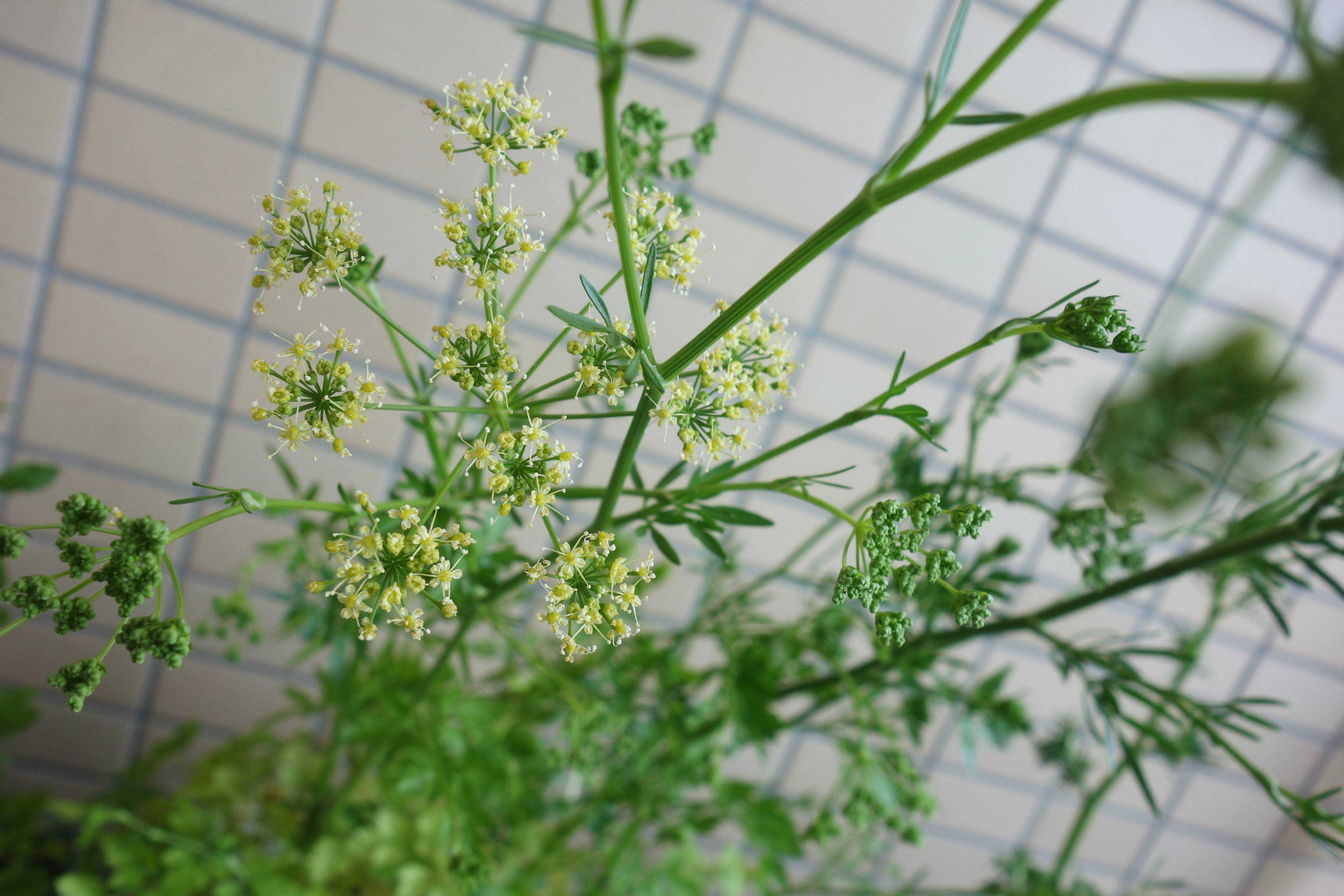 ハーブ 植物 きのう何食べた Memorandum Diary 楽天ブログ