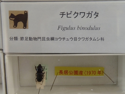 大阪市立自然史博物館2014年8月上旬17　チビクワガタ