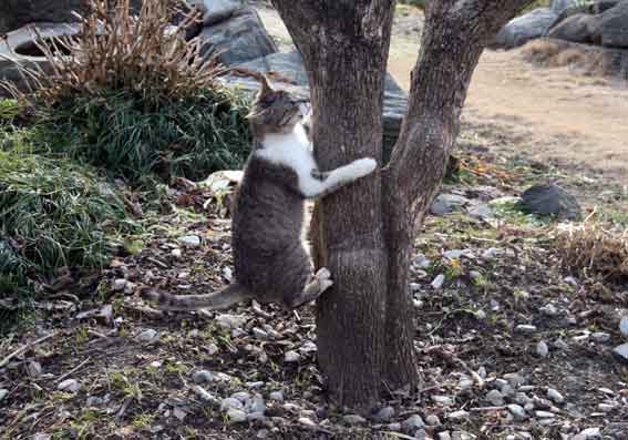 我が家のニャンコ♪2013/1/24-2