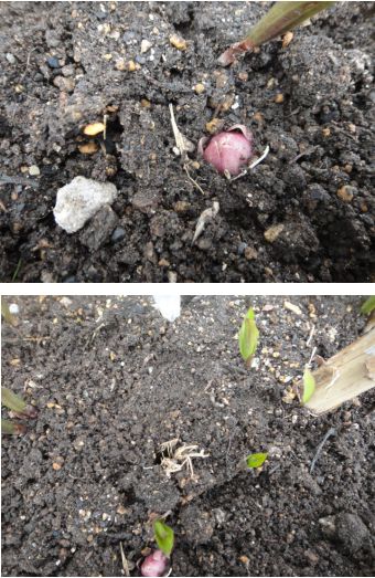 カサブランカの芽が出てきました。