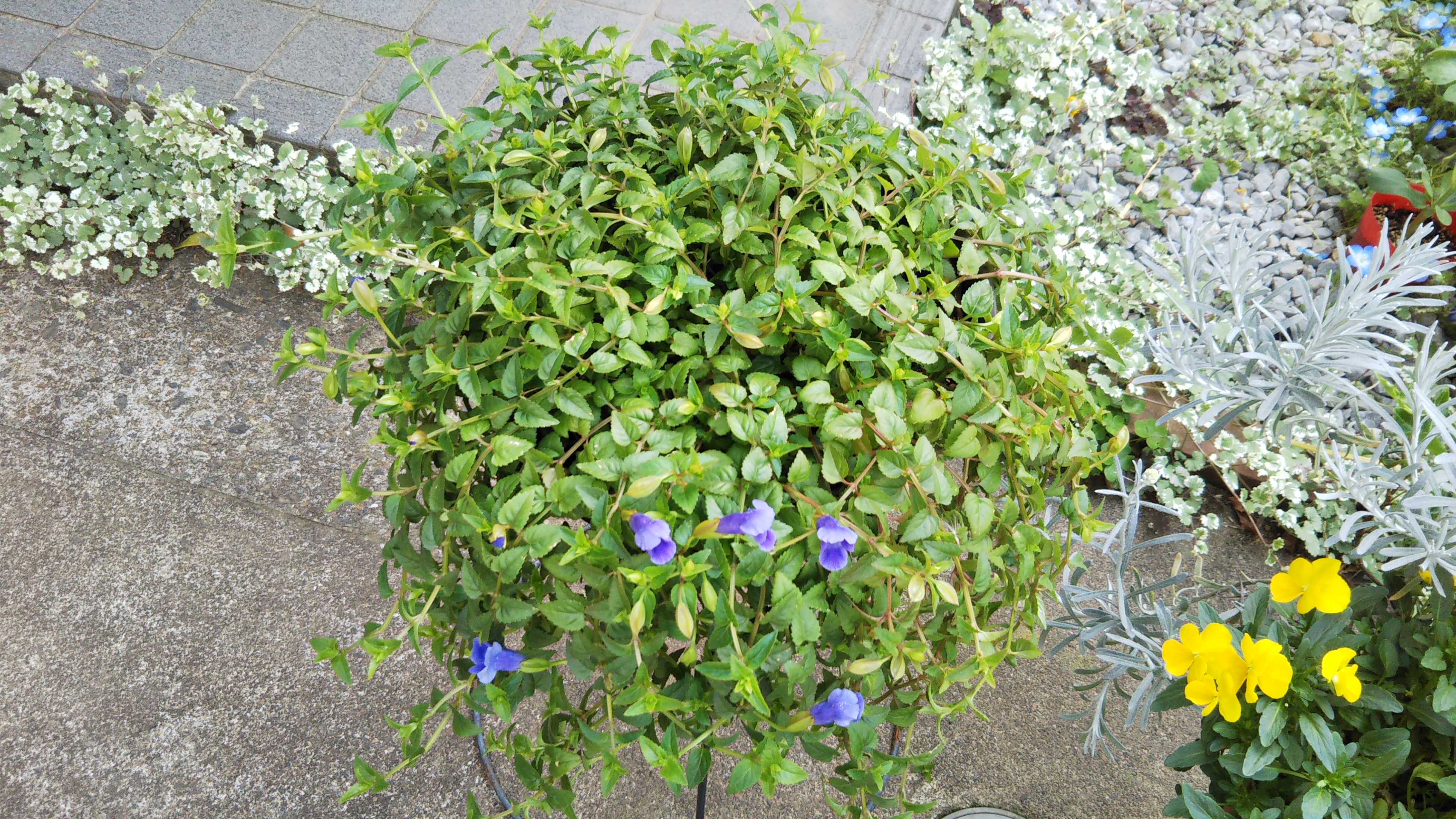 カタリーナを庭に サマーミスト バーベナ切り戻し シェードガーデンと猫 楽天ブログ