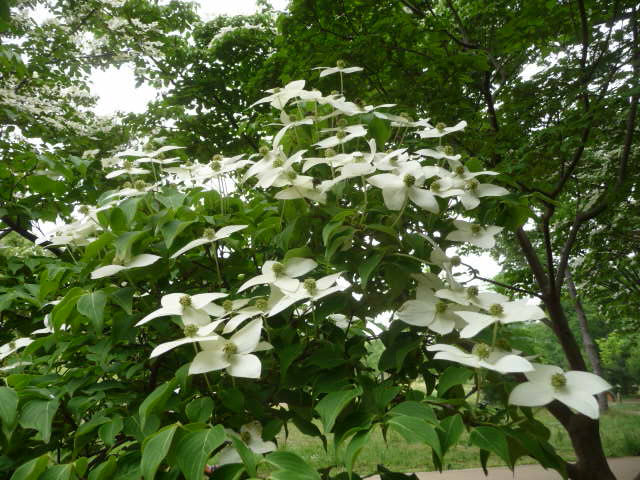 433 山法師