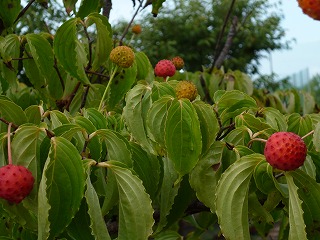 P1230978ss.jpg