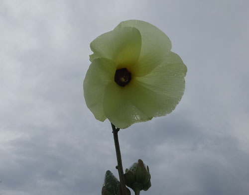 花オクラ１.jpg