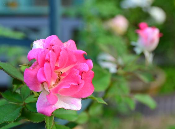 DSC_0377.JPG