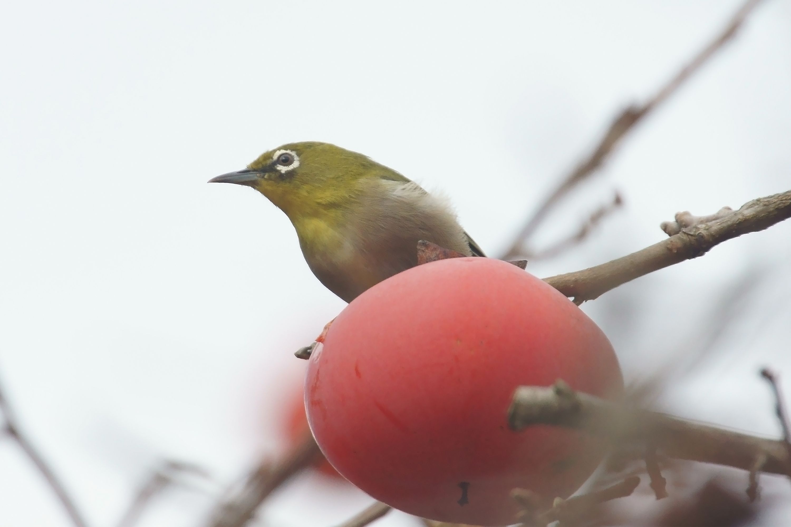 冬らしい野鳥たちの様子 柿と メジロ で カキジロー 野鳥との日常生活を綴る 楽天ブログ