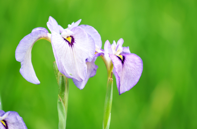 菖蒲４