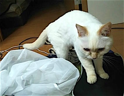 20160118215541_p.jpg