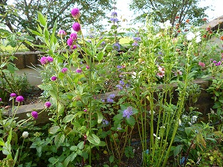 P1240998ss.jpg