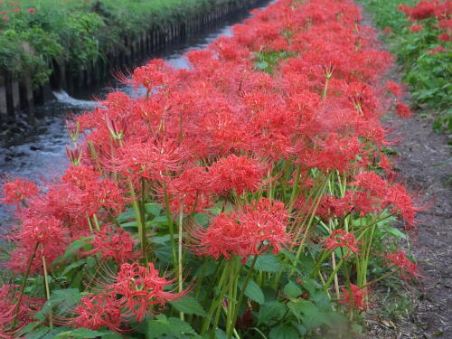 小出川の彼岸花