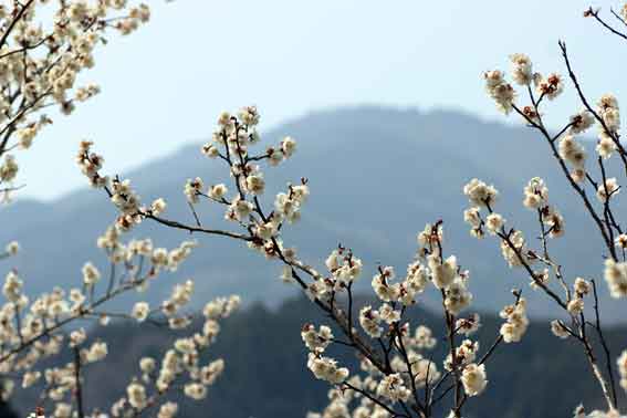 高越山と梅の花♪