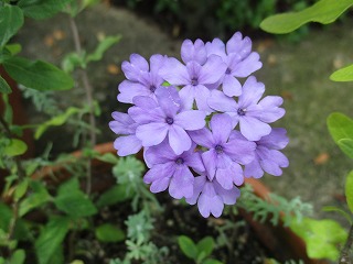 IMG_6233ss.jpg