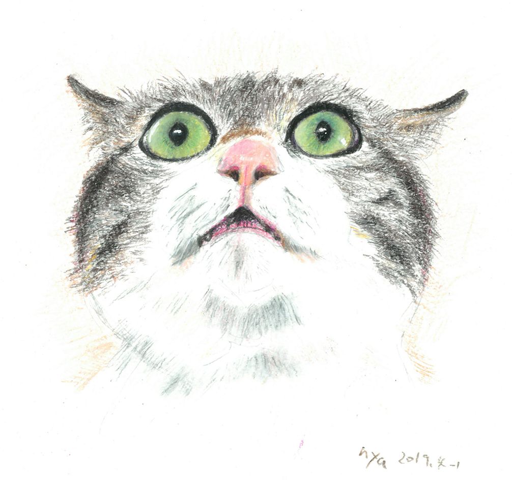 夢中すぎるねこ より 油彩色鉛筆カリスマカラー にゃんだミケコの手作りな日々 楽天ブログ