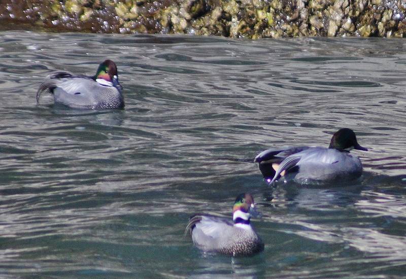 IMG_2406 (800x549).jpg