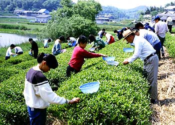 五月の茶摘み実習