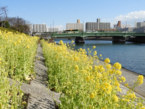 しながわ花海道にて