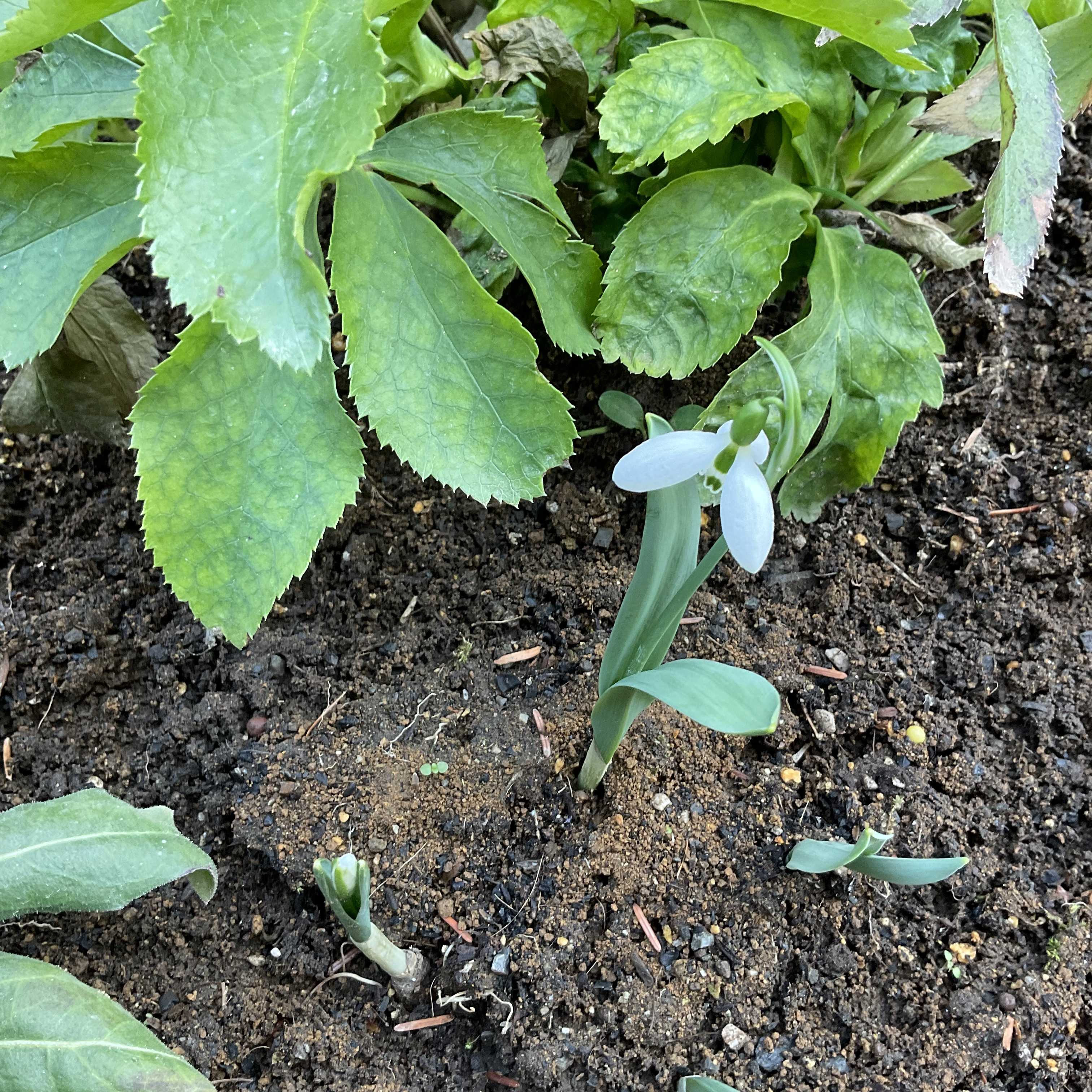 矢車草♡の苗を植えました | 花カホル - 楽天ブログ