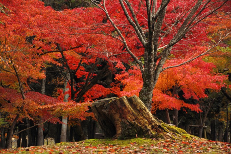 奈良公園の紅葉_003.jpg