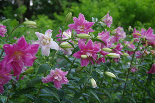 昭和記念公園のゆりの花